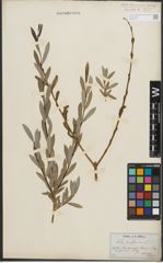 Foto von Salix purpurea L.